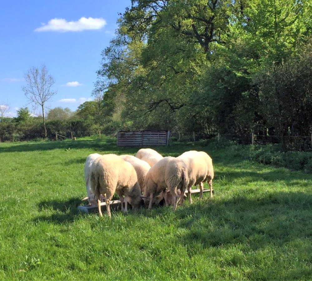 Our farm