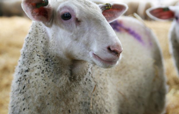 Our Sheep's Milk