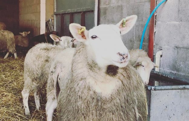 Our Sheep's Milk